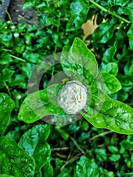 Flower drenched in rain drops