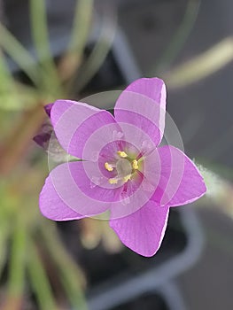 Flower of Drosera capensis sundew - carnivorous plant