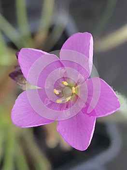 Flower of Drosera capensis sundew - carnivorous plant