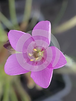 Flower of Drosera capensis sundew - carnivorous plant