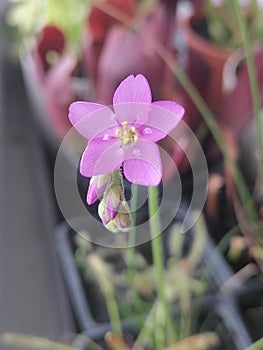 Flower of Drosera capensis sundew - carnivorous plant