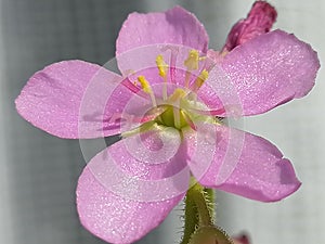 Flower of Drosera capensis sundew - carnivorous plant