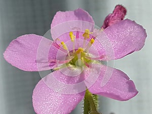 Flower of Drosera capensis sundew - carnivorous plant