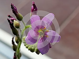 Flower of Drosera capensis sundew - carnivorous plant