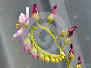 Flower of Drosera capensis sundew - carnivorous plant