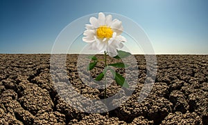 Flower on droughty desert