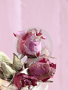 Flower dry rose