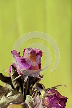 Flower dry rose