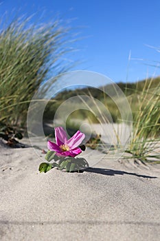 Flower in dune area. Rose hip growing on sand.