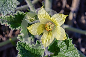 Flower of Ecballium elaterium, also called the squirting cucumber or exploding cucumber