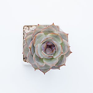 Flower Echeveria Mirine top view