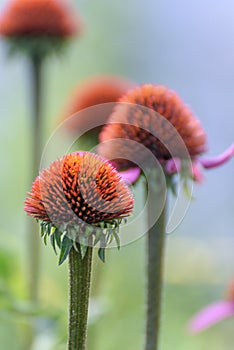 Flower Echinacea purpurea plantarium close-up