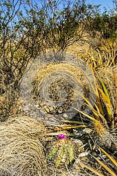 Flower Echinocactus horizonthalonius, Turk`s head cactus in the Texas Desert photo