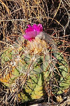 Flower Echinocactus horizonthalonius, Turk`s head cactus in the Texas Desert photo