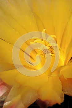 Flower of Echinopsis