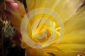 Flower of Echinopsis
