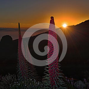 Flower Echium wildpretii, sunset photo