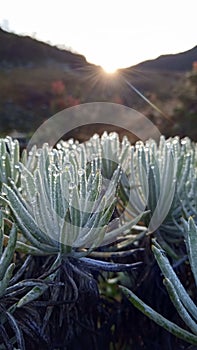 flower edelweis mount gede pangrango