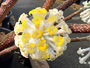 Edgeworthia chrysantha Grandiflora flowering in early spring season. photo