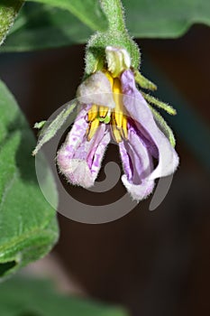 Flower of an Eggplant Tree