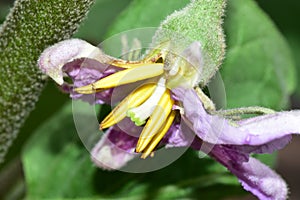 Flower of an Eggplant Tree