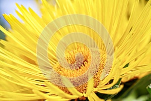 Flower of Elecampane Inula Helenium