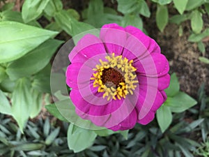 Flower Elegant Zinnia Plant (Zinnia violacea)