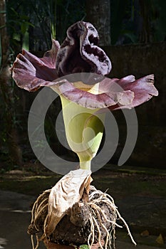 Flower-elephant foot yam