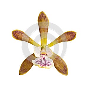 Flower of an Encyclia orchid hybrid