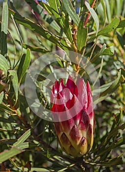 Flower of the endemic protea or Protea repens in the shrub bush in southern Africa photo