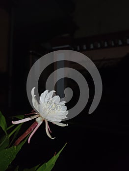 Flower Epiphyllum oxypetalum or Night Queen