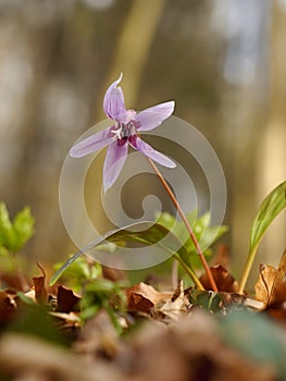 Flower Erythronium dens-canis