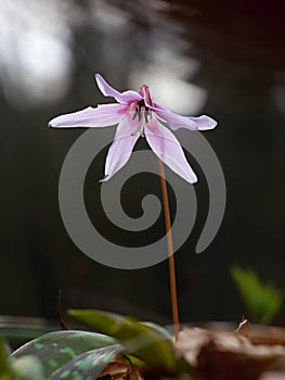 Flower Erythronium dens-canis