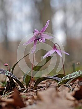 Flower Erythronium dens-canis