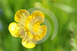 The flower of the European blossom, or the Bathing wool TrÃ³llius europaeus.