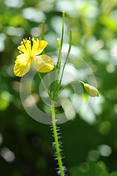 The flower of the European blossom, or the Bathing wool TrÃ³llius europaeus.