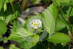 Flower of European dewberry