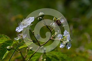 Flower of European dewberry Rubus caesius in the summer photo