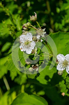 Flower of European dewberry Rubus caesius in the summer
