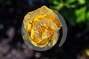 Flower of European Globeflower