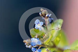 Flower of a European speedwell, Veronica beccabunga