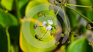 Flower of European water-plantain or Alisma plantago-aquatica close-up, selective focus, shallow DOF