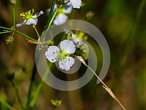 Flower of European water-plantain or Alisma plantago-aquatica close-up, selective focus, shallow DOF