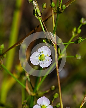 Flower of European water-plantain or Alisma plantago-aquatica close-up, selective focus, shallow DOF