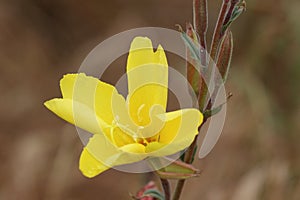 The flower of an Evening Primrose plant, Oenothera stricta.