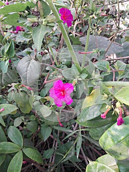 flower of evening star