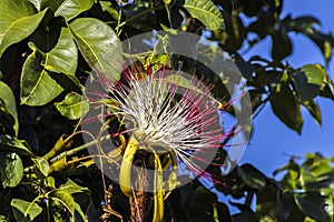 Flower of exotic fruit Monguba (pachira aquatica)