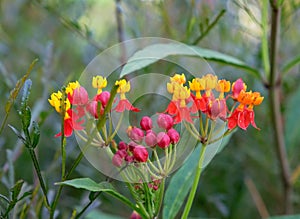 Flower of an exotic plant Jatropha podagrica photo