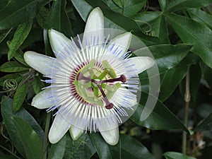 Flower exotic Thailand