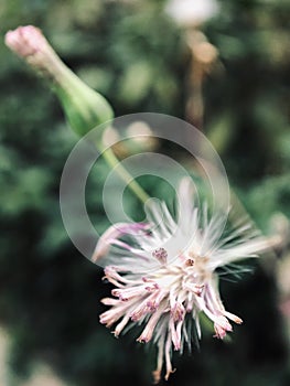 The flower explodes into soft white hairs